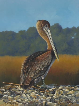 Young Pelican