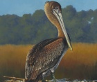 Young Pelican