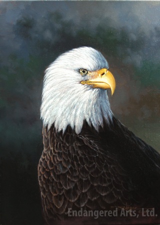 Eagle - To Be Titled