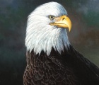 Eagle - To Be Titled