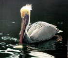 Pelican - To Be Titled