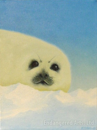 Seal Pup #2