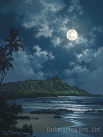 Waikiki Night Sky