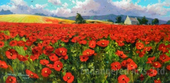 Poppies in Provence