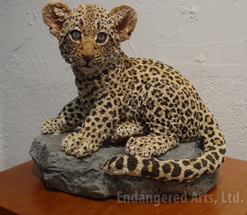 Leopard Cub