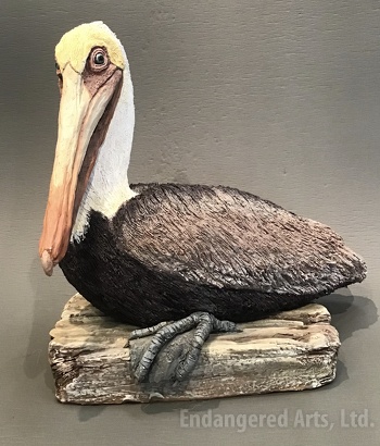Pelican on Dock