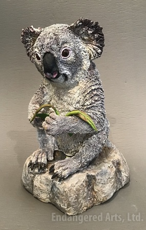 Small Koala