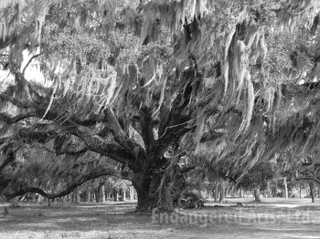 Lowcountry Oak (Black and White)