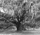 Lowcountry Oak (Black and White)